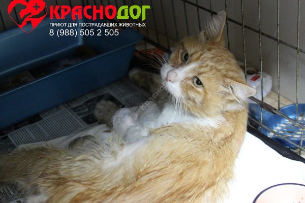 Кракен войти сегодня