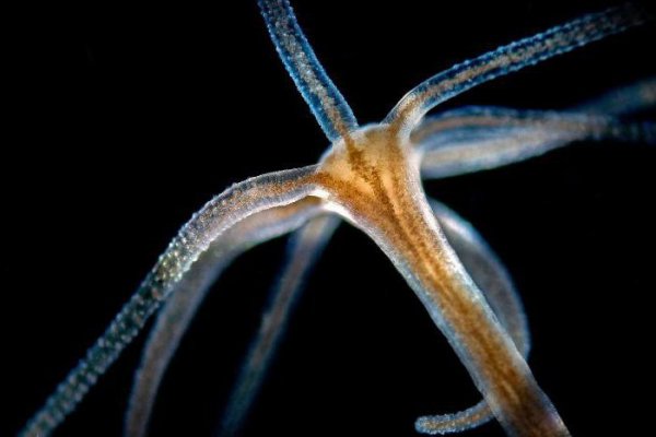 Kraken com зеркало