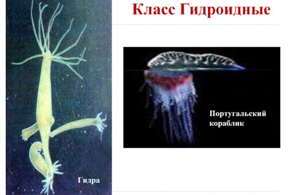 Kraken official