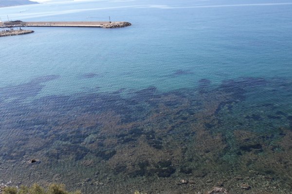 Кракен бошки