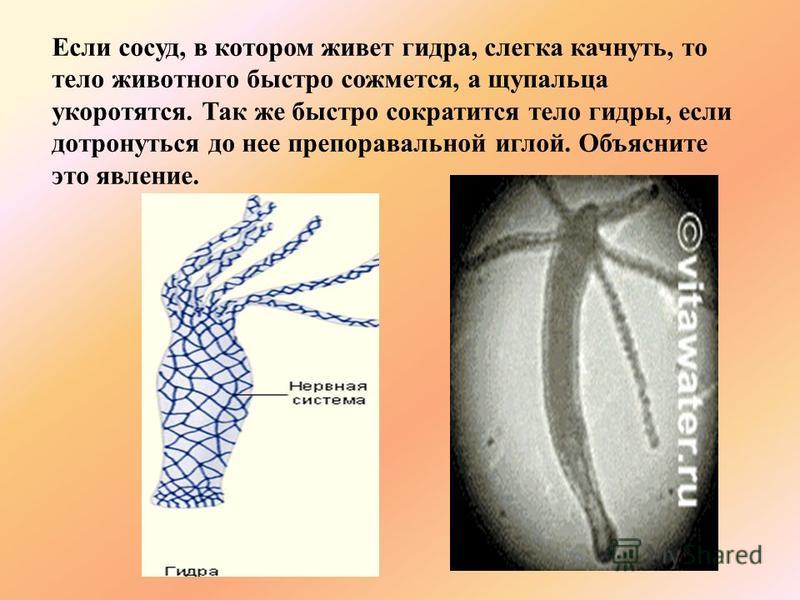 Кракен современный даркнет
